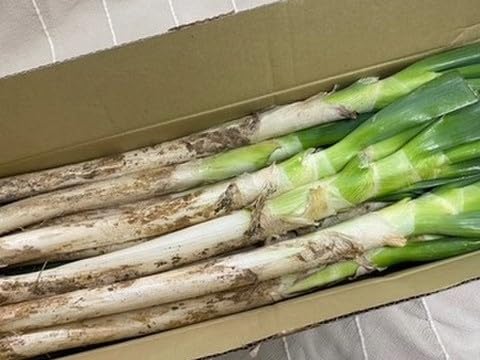 （58）千葉県産ミネラル豊富な長ネギ20㌔（送料込）【おまけ付き】 楽天市場】【ケース販売：12入】 ネギ（チャンコネギ） 3号